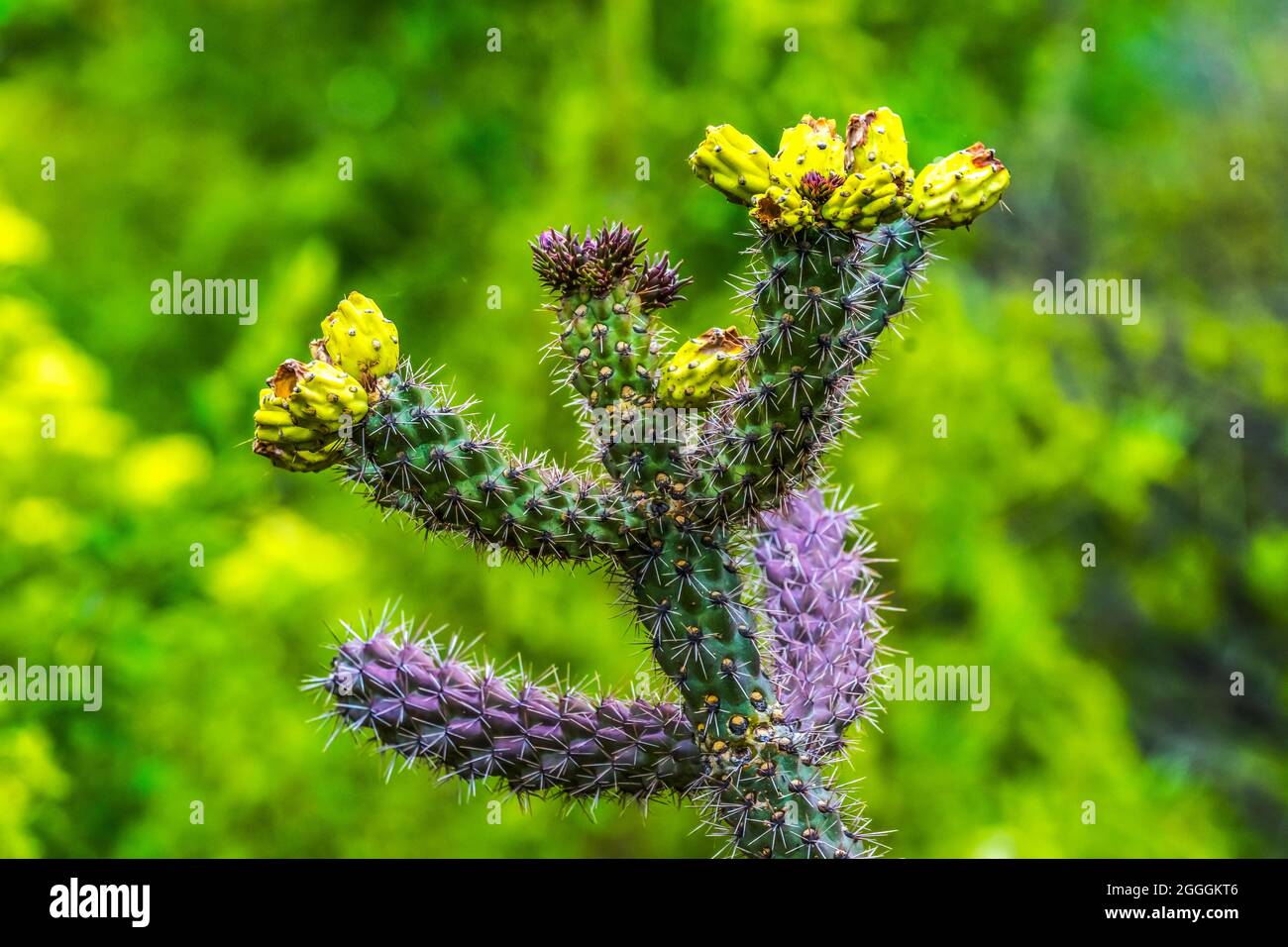 Walking stick cholla hi-res stock photography and images - Alamy