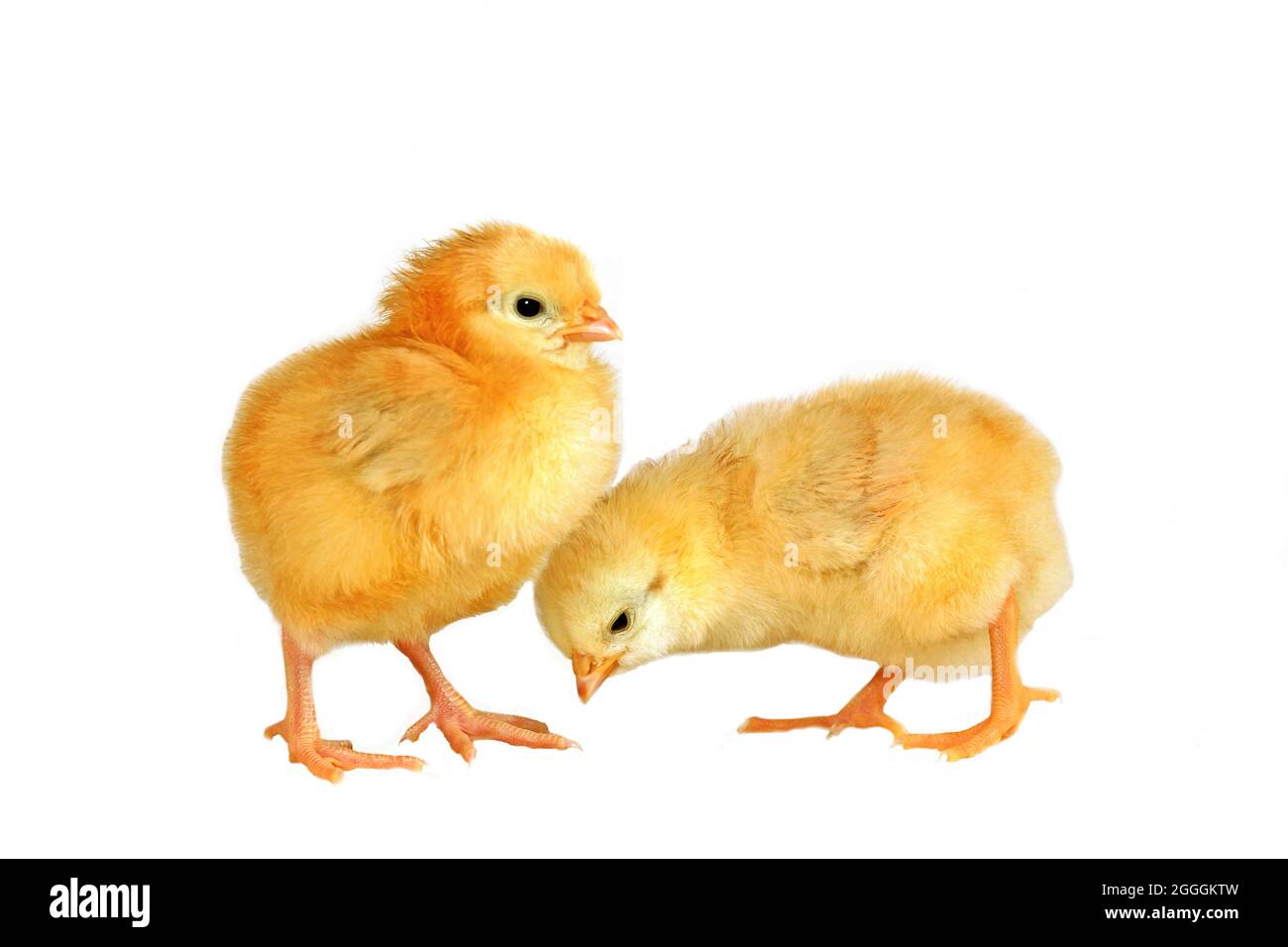 Chicken, two adorable Chicks few days old  together on white background. Stock Photo