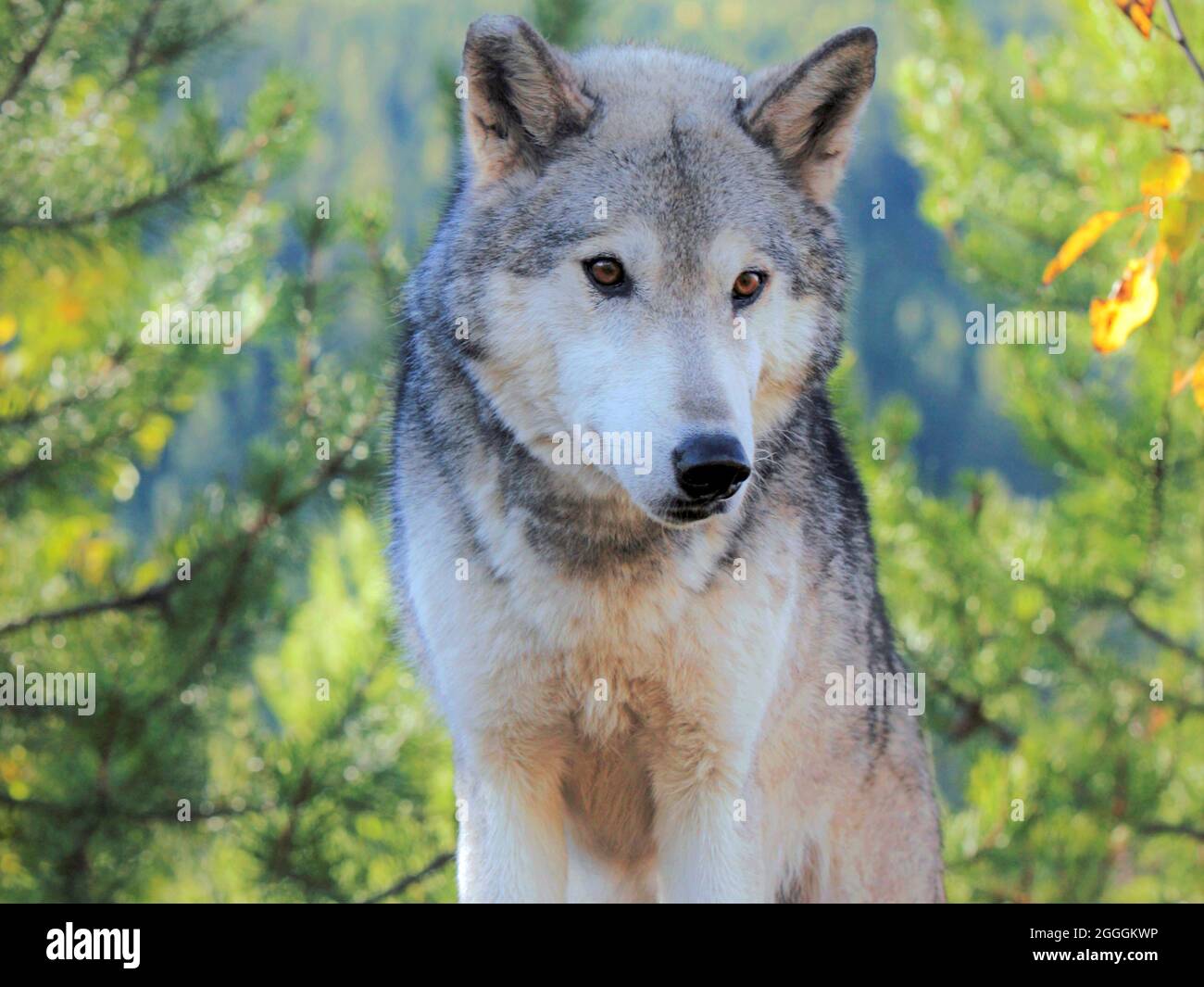 Closeup Portrait of an beautiful Timber Wolf in the forest. Stock Photo