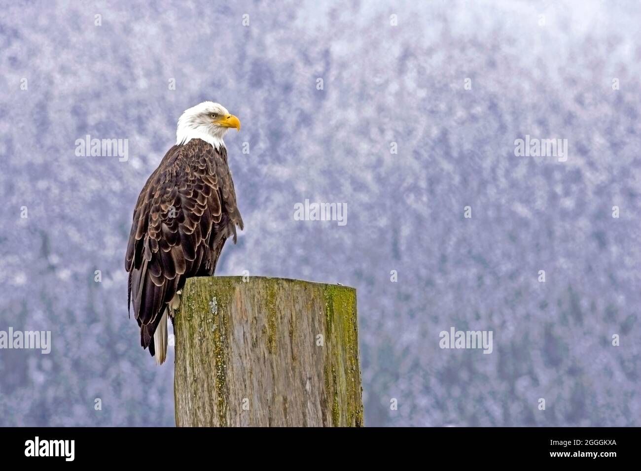 Bald Eagle, mature bird sitting on log on a late winter day , portrait profile Stock Photo