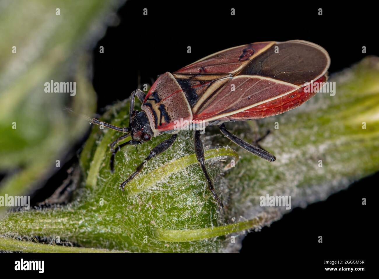 White crossed seed bug hi-res stock photography and images - Alamy