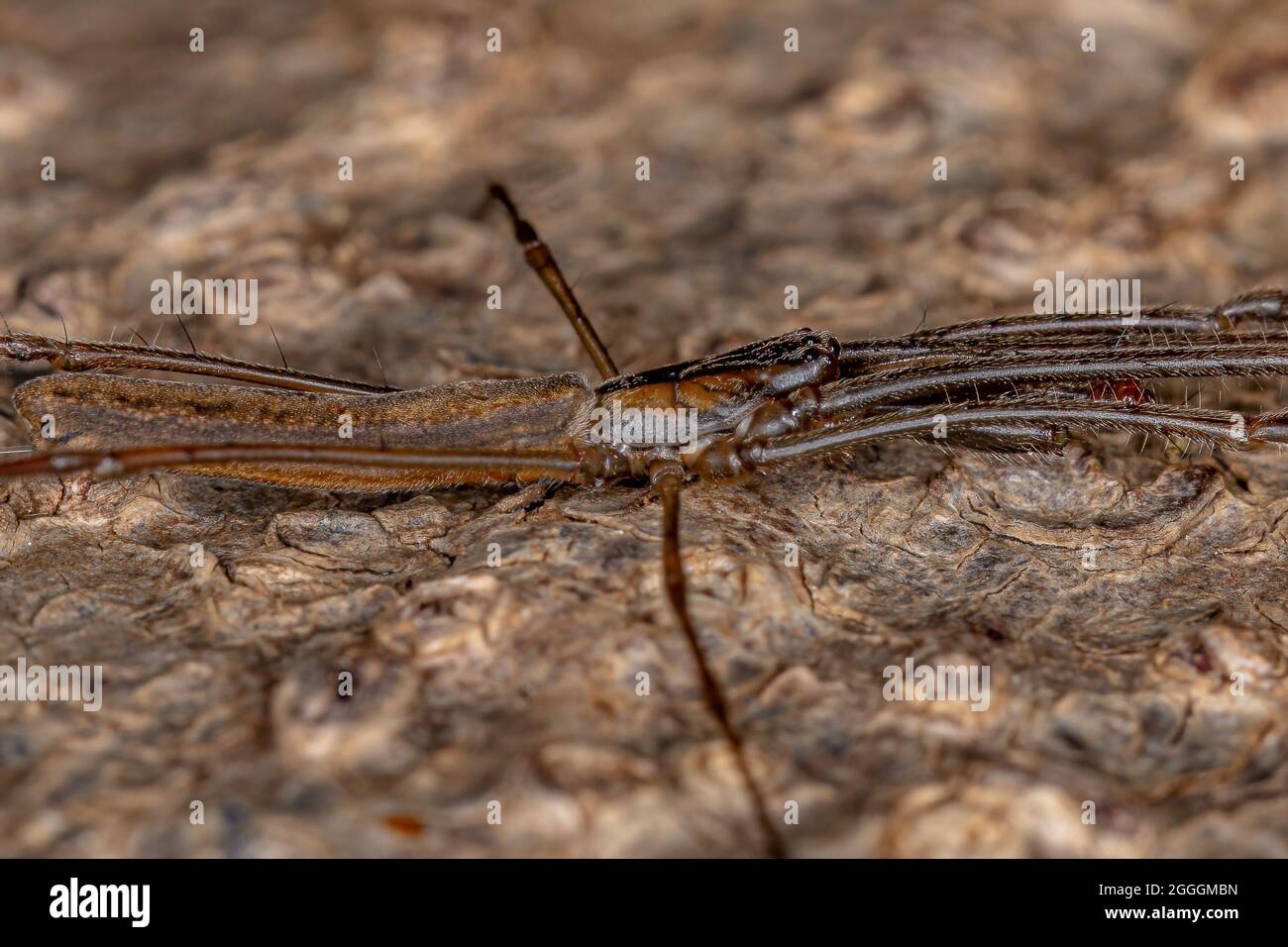 Long-jawed Orbweaver Spider of the Genus Tetragnatha Stock Photo - Alamy