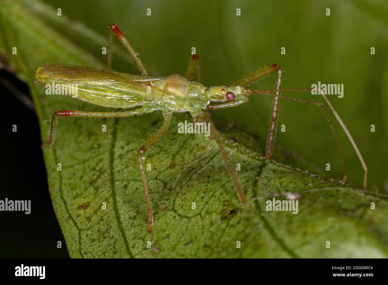 Adult Assassin Bug of the Tribe Harpactorini Stock Photo - Alamy