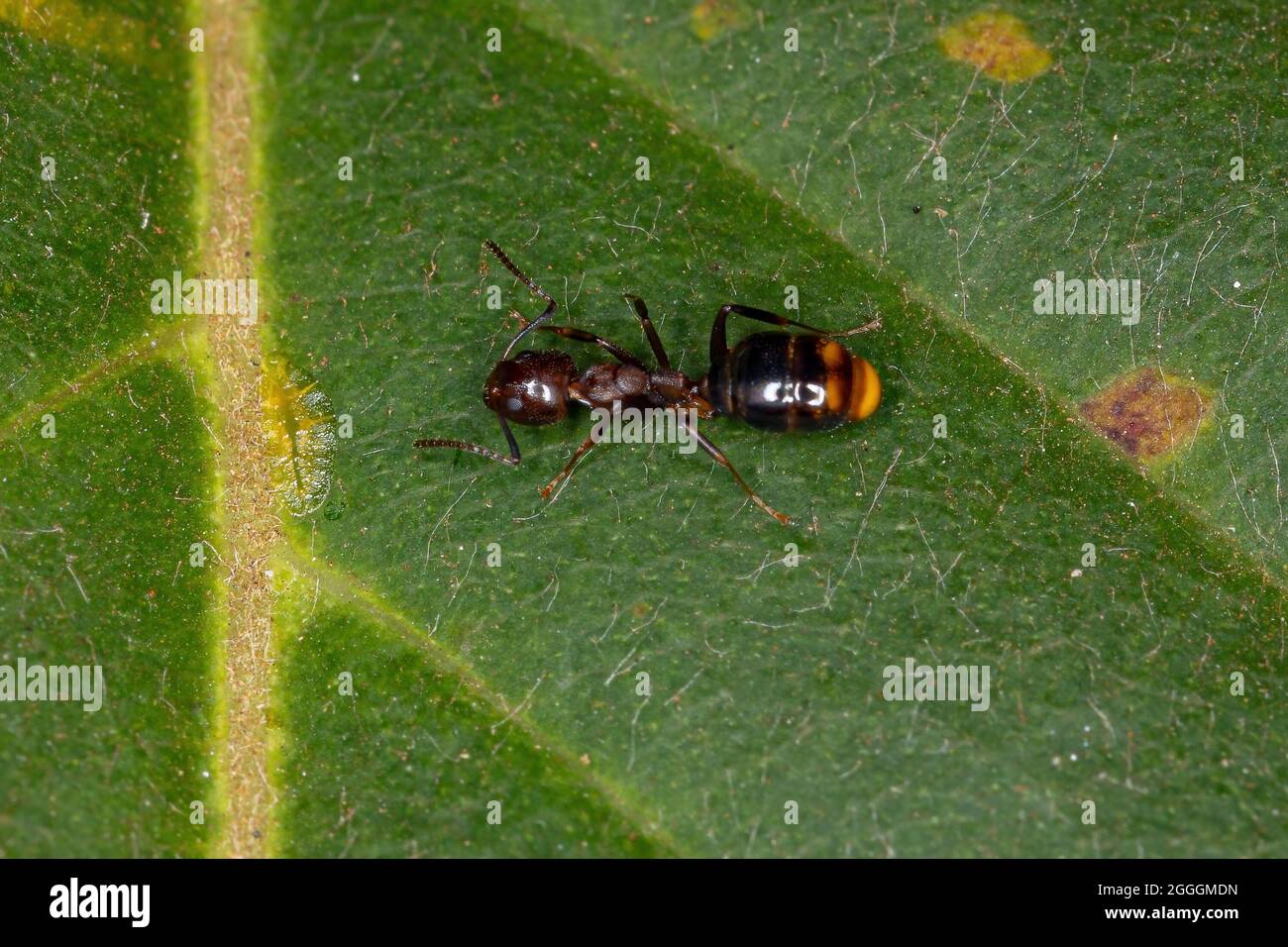 Adult Female Odorous Ant of the Subfamily Dolichoderinae Stock Photo ...