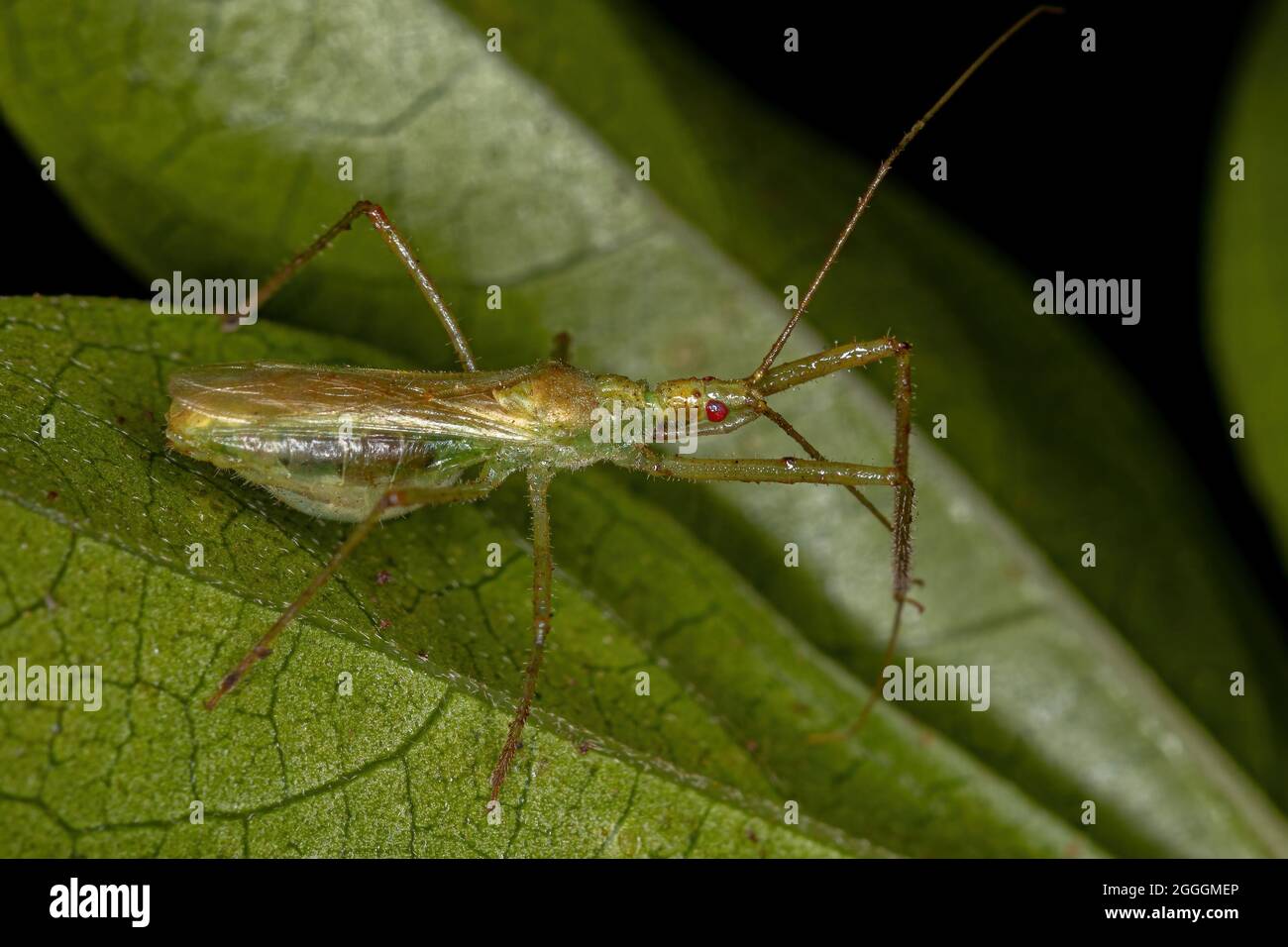 Adult Assassin Bug of the Tribe Harpactorini Stock Photo - Alamy