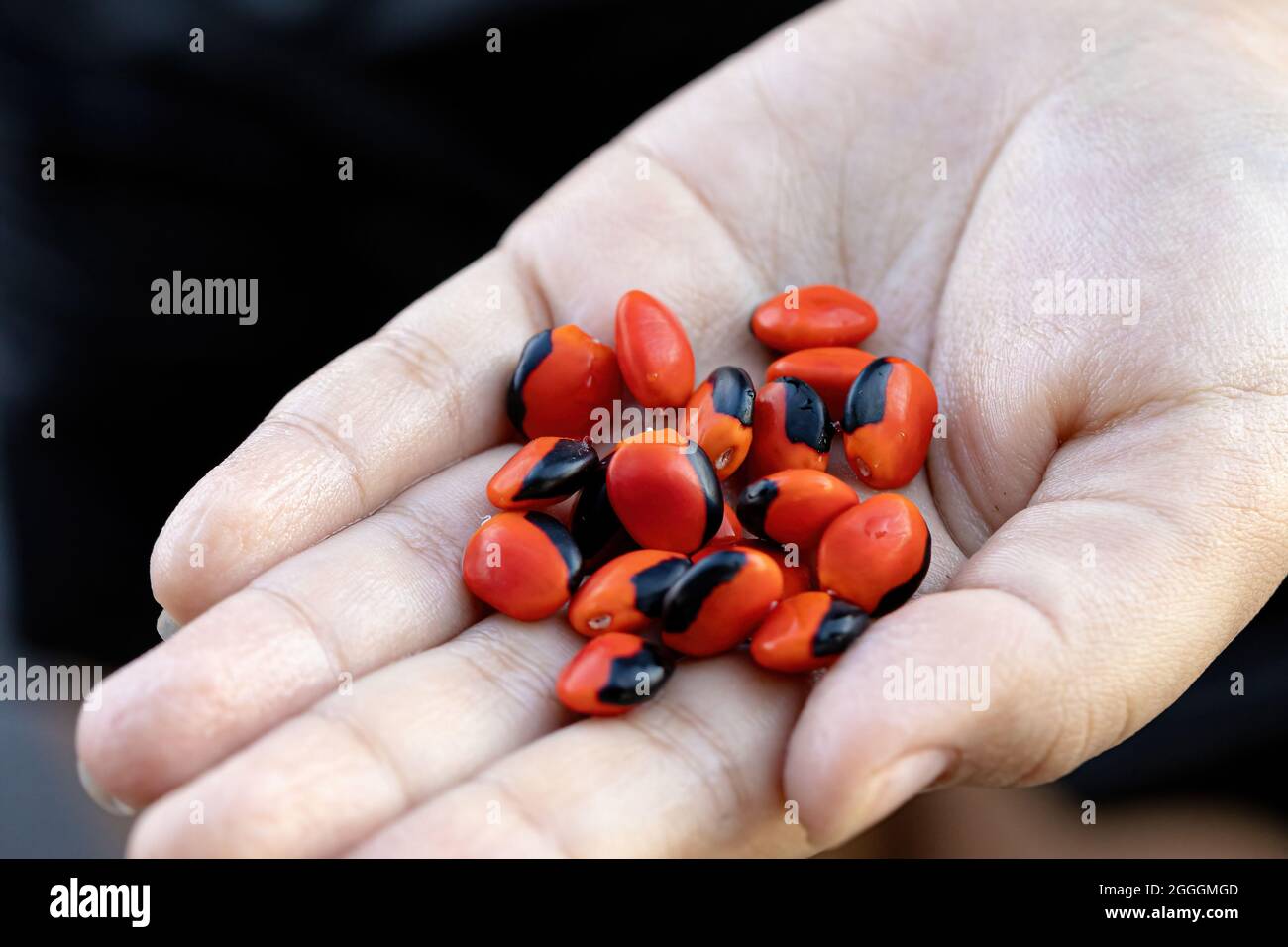 Ormosia red seeds in hand with selective focus Stock Photo