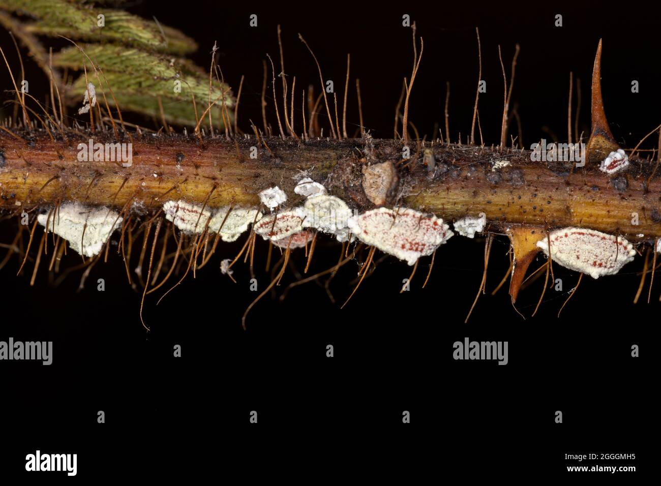White Scale Insects of the Superfamily Coccoidea in a plant Stock Photo ...