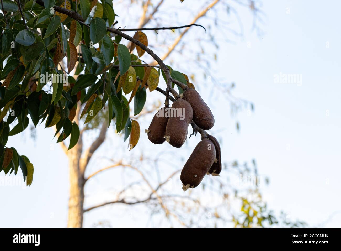 Stinkingtoe Tree with Fruits of the species Hymenaea courbaril with ...