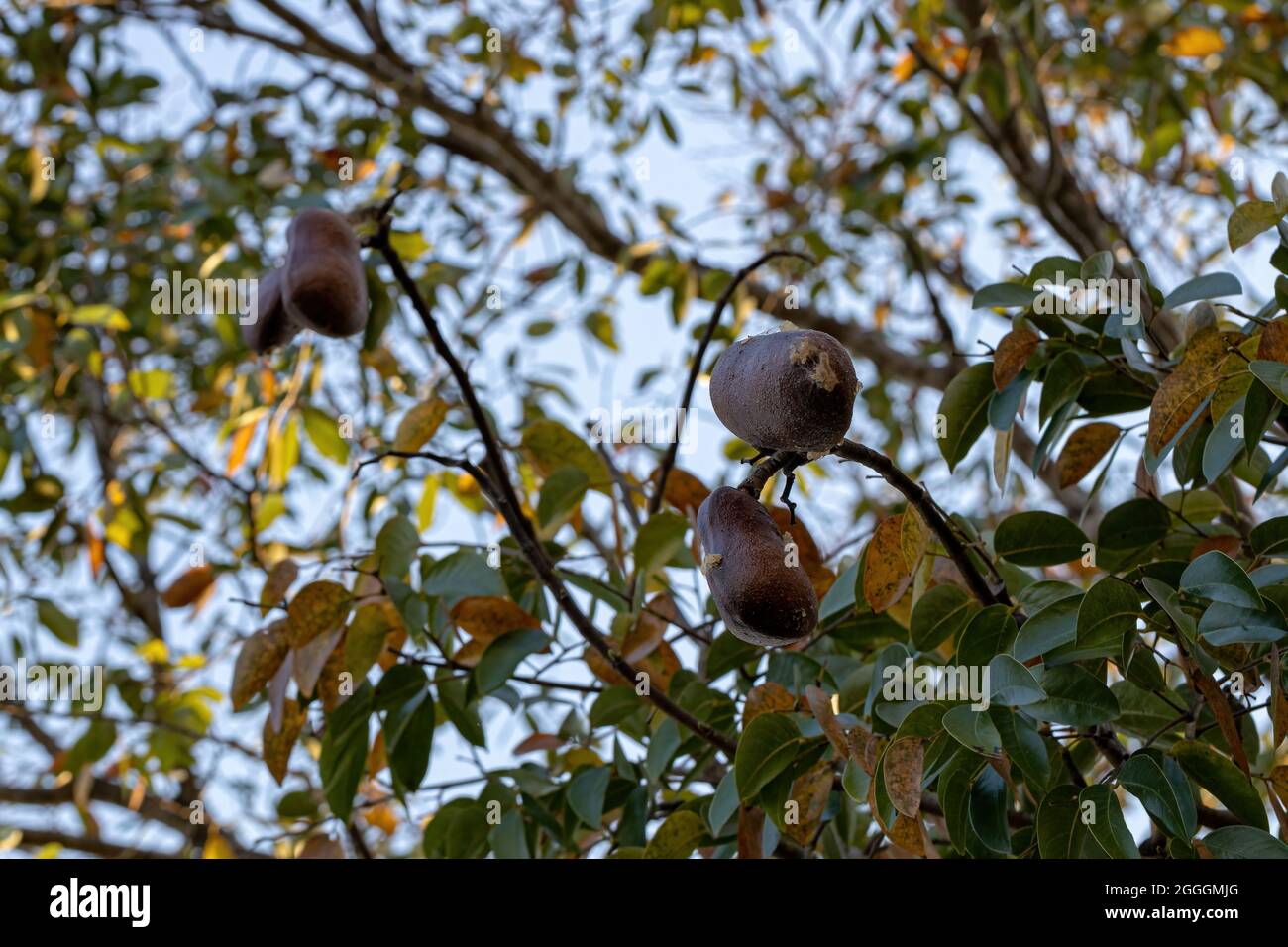 Stinkingtoe Tree with Fruits of the species Hymenaea courbaril with ...