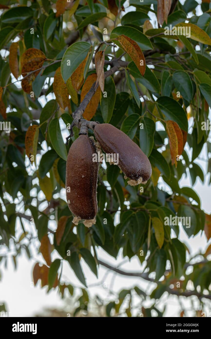 Stinkingtoe Tree with Fruits of the species Hymenaea courbaril with ...