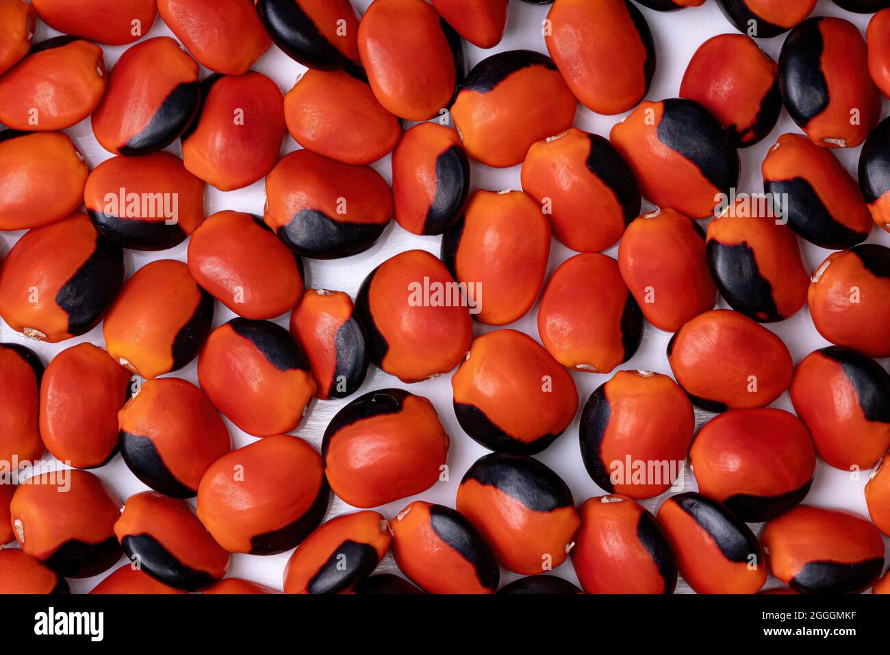 Some red seeds from the Ormosia tree Stock Photo