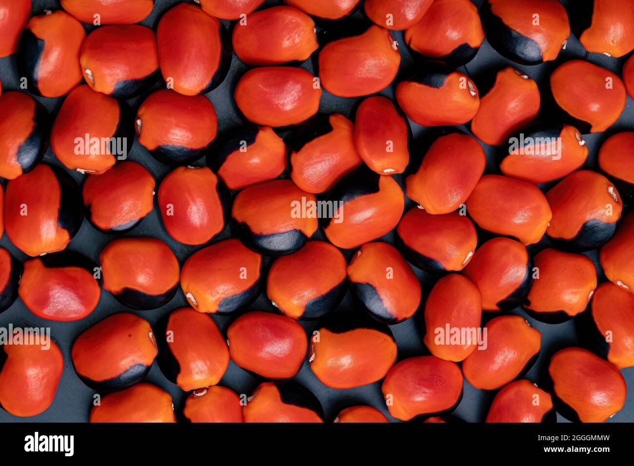 Some red seeds from the Ormosia tree Stock Photo