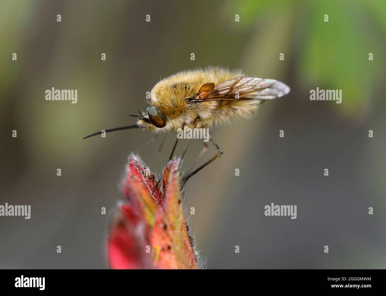 Western Bee-fly (Bombylius canescens), Valais, Switzerland Stock Photo