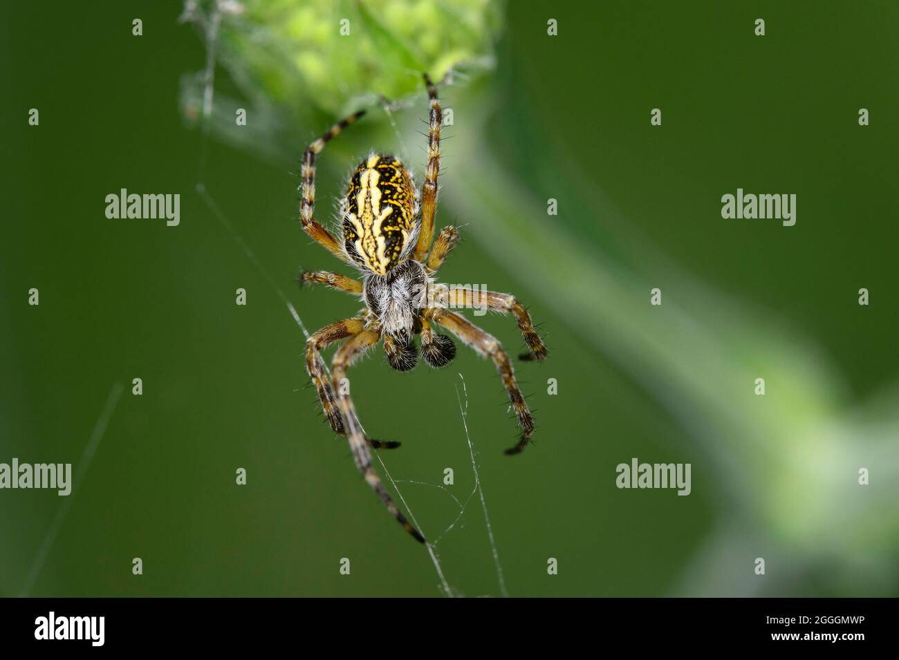 Orb-weaving oak spider (Aculepeira ceropegia), Valais, Switzerland Stock Photo