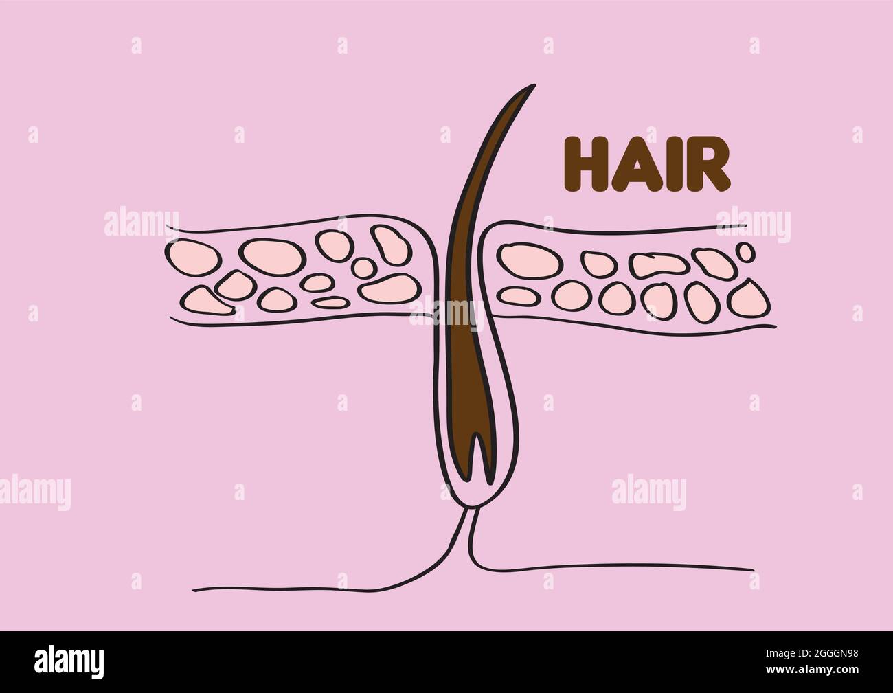 Vector illustration of Hair follicle isolated on pink background. Stock Vector