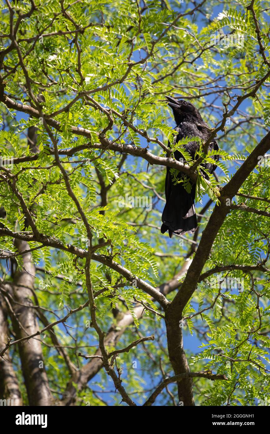 Raven in a tree, Germany Stock Photo - Alamy