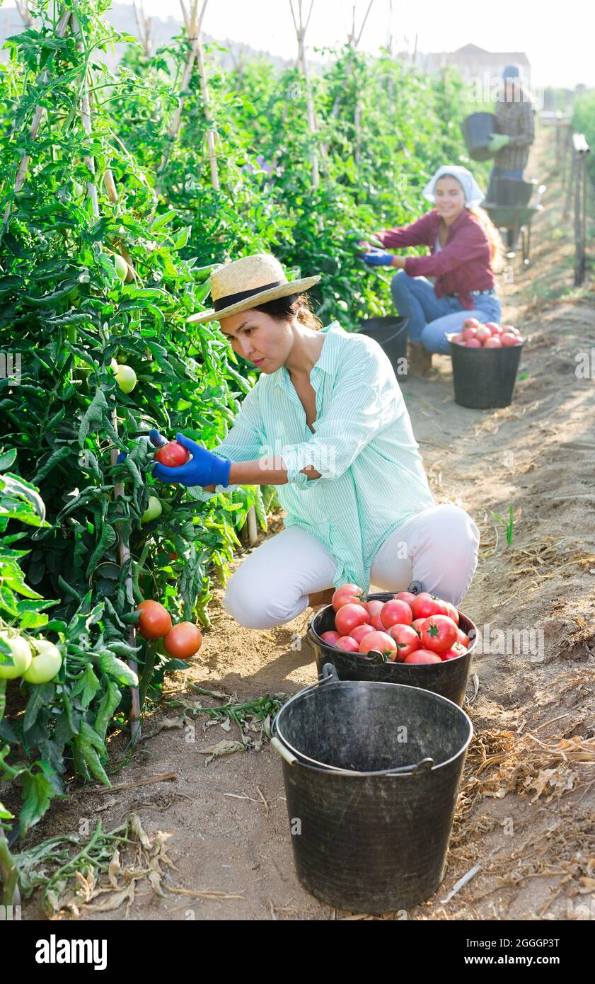 Asian woman harvests tomatoes on a plantation Stock Photo - Alamy