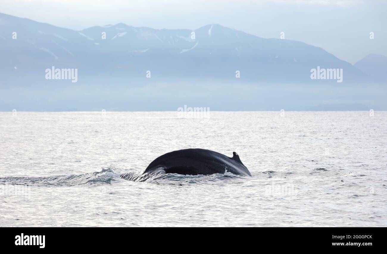 Humpback whale on Iceland, from whale watching trip Stock Photo - Alamy