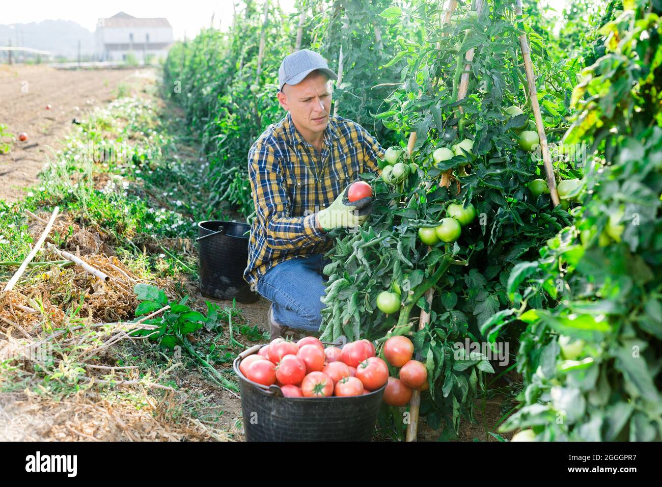 Male farmer harvests ripe tomatoes by putting them in a bucket Stock