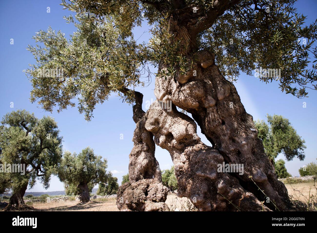 The ancient olive trees of the Puglia Italy region Stock Photo Alamy