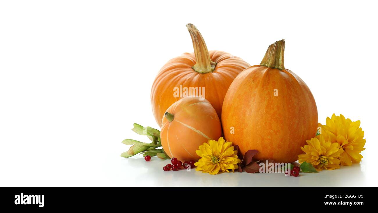 Thanksgiving Day pumpkins isolated on white background Stock Photo - Alamy