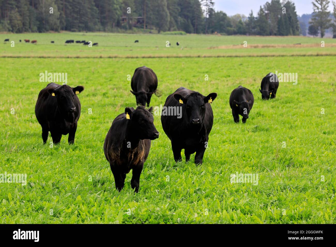 Black Aberdeen Angus cattle standing in green grassy field in Finland on a clear day of late summer. Angus is a Scottish breed of beef cattle. Stock Photo