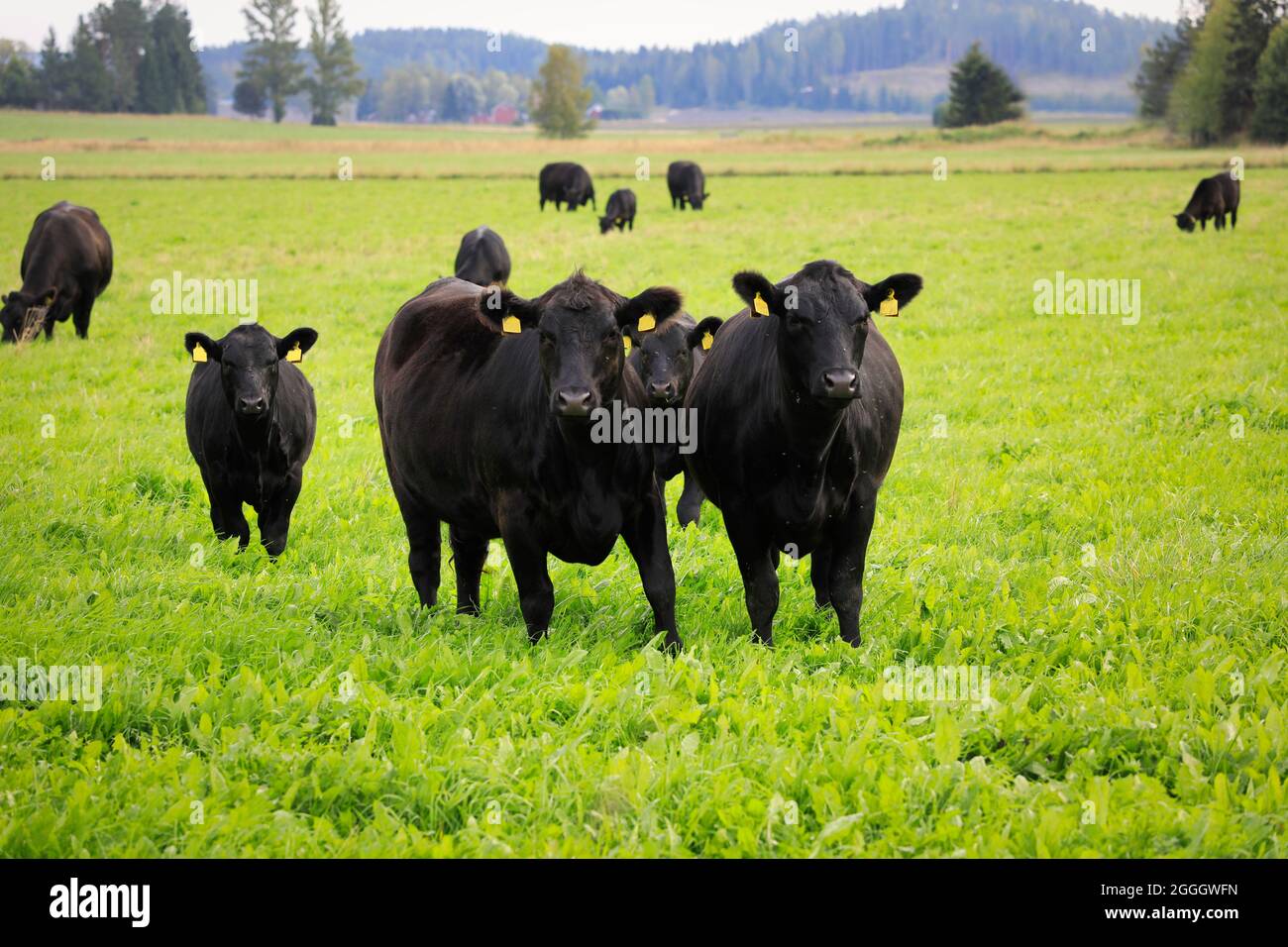Black Aberdeen Angus cattle standing in green grassy field in Finland on a clear day of late summer. Angus is a Scottish breed of beef cattle. Stock Photo
