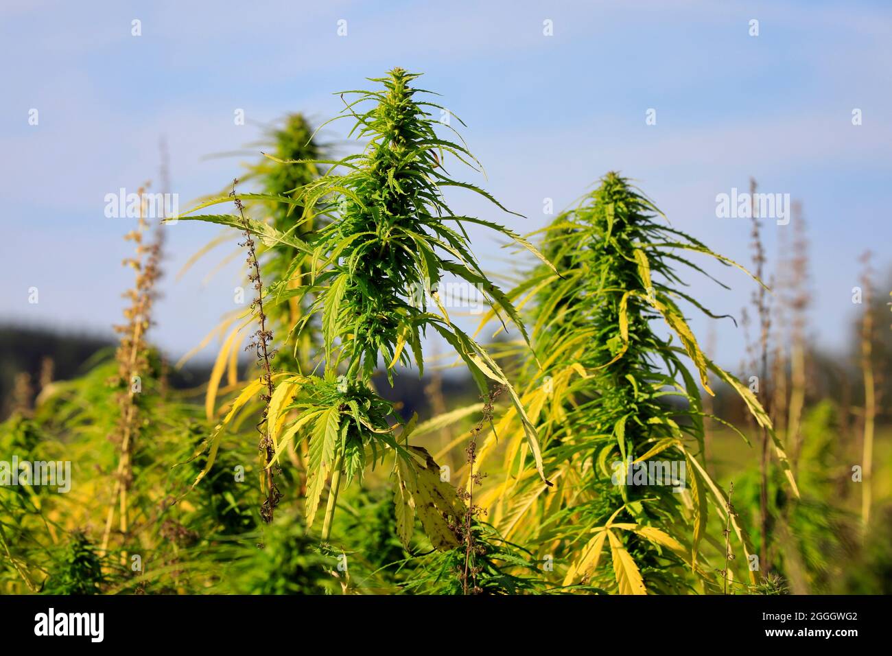 Industrial hemp, Cannabis sativa, of Finola variety growing in Finland