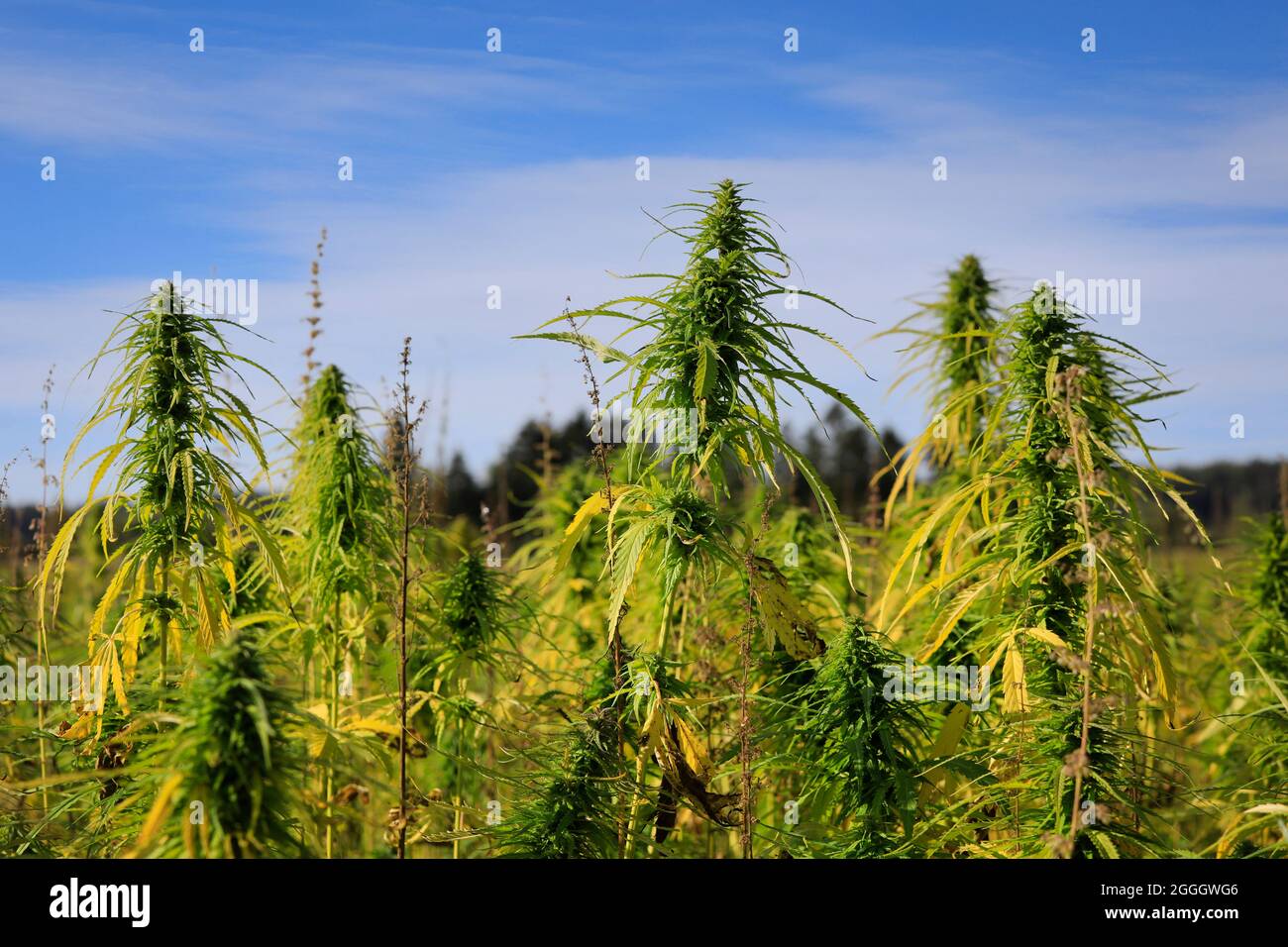 Industrial hemp, Cannabis sativa, of Finola variety growing in Finland in August. The low THC agricultural hemp is used to produce hemp seed oil. Stock Photo