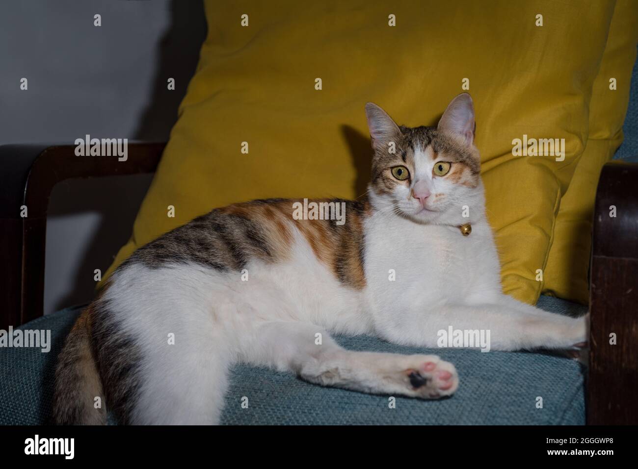 cat sitting on the sofa Stock Photo Alamy