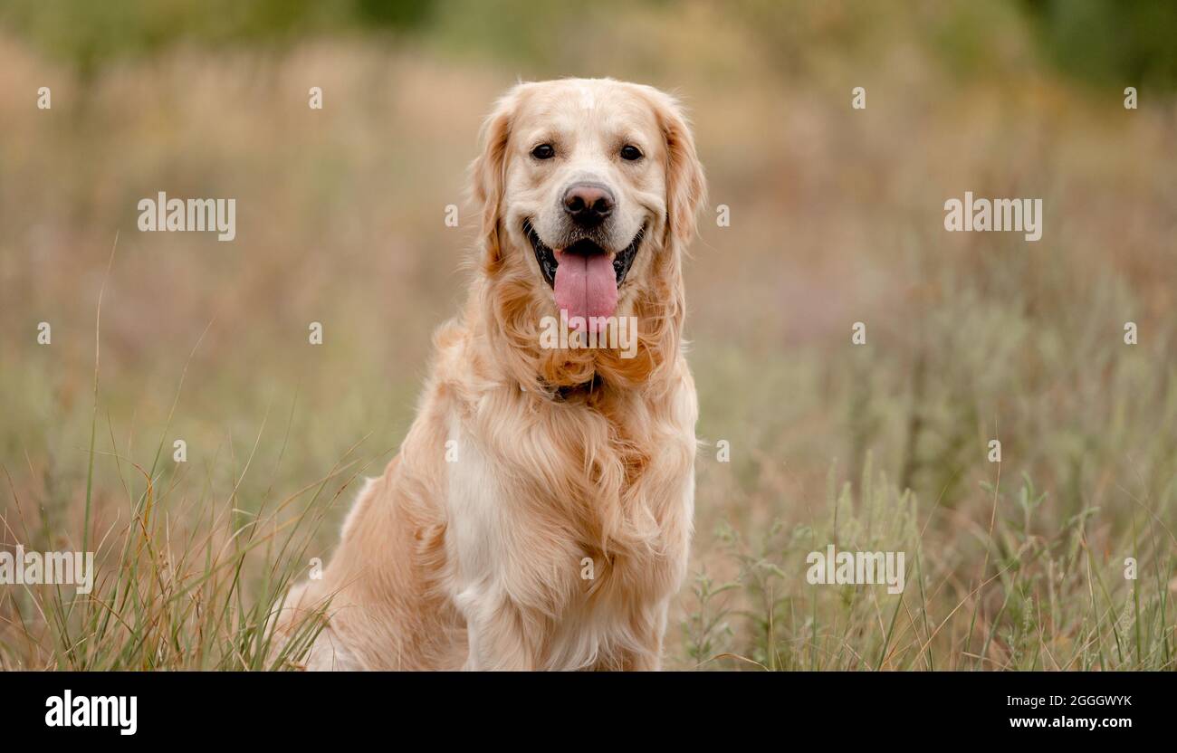 Golden retriever dog in the field Stock Photo - Alamy