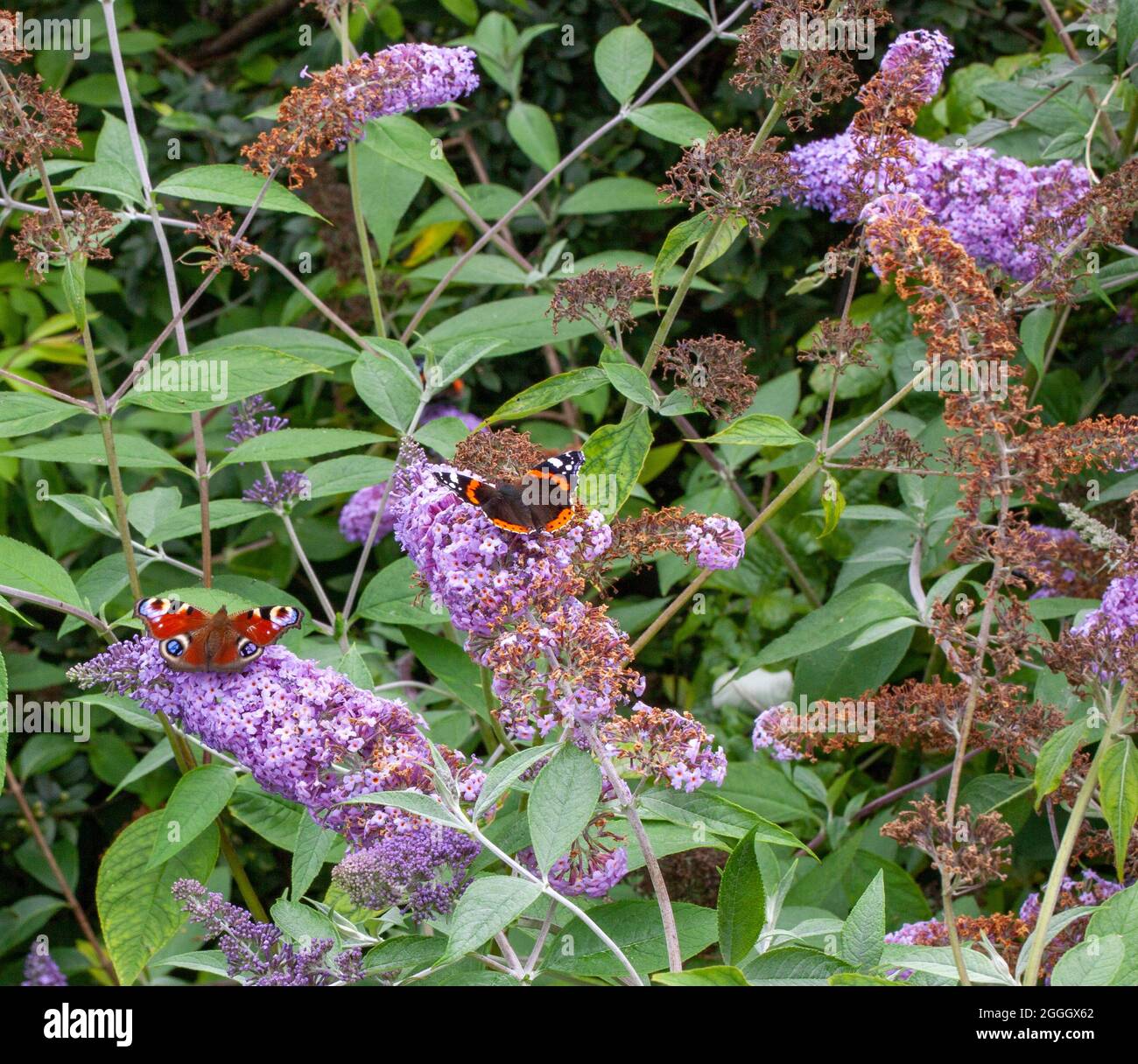 peacock and red admiral on a buddleia Stock Photo - Alamy