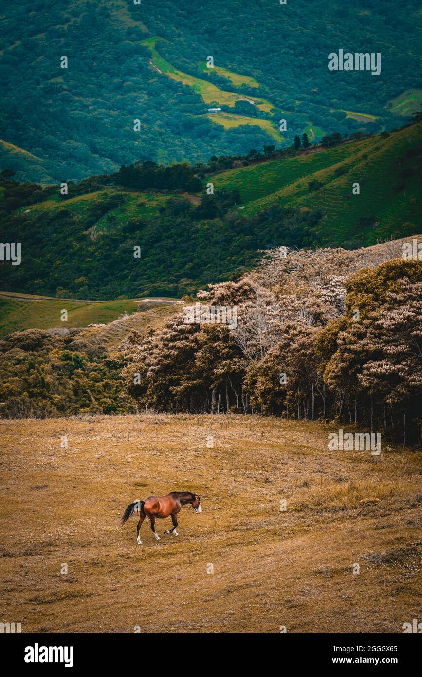 A single horse standing on a beautiful meadow between mountains in rural Costa Rica, Central America Stock Photo