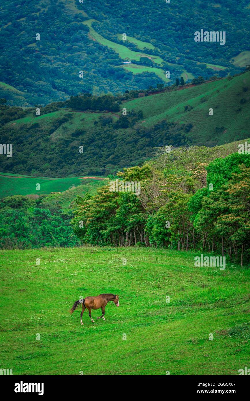 A single horse standing on a beautiful meadow between mountains in rural Costa Rica, Central America Stock Photo