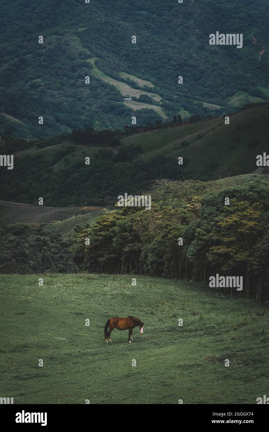 A single horse standing on a beautiful meadow between mountains in rural Costa Rica, Central America Stock Photo