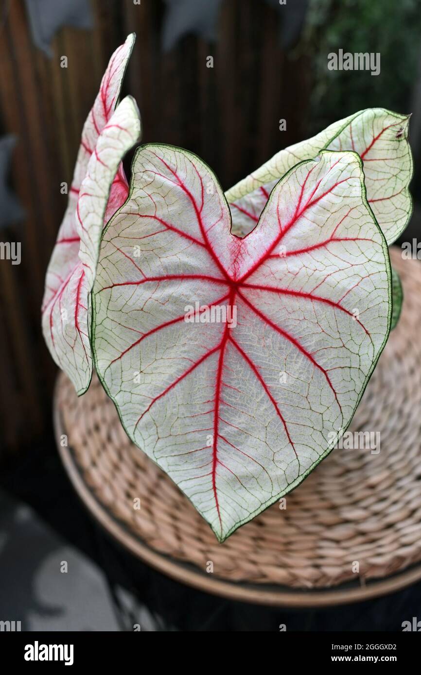 Leaf of exotic 'Caladium White Queen' plant with white leaves and pink veins Stock Photo