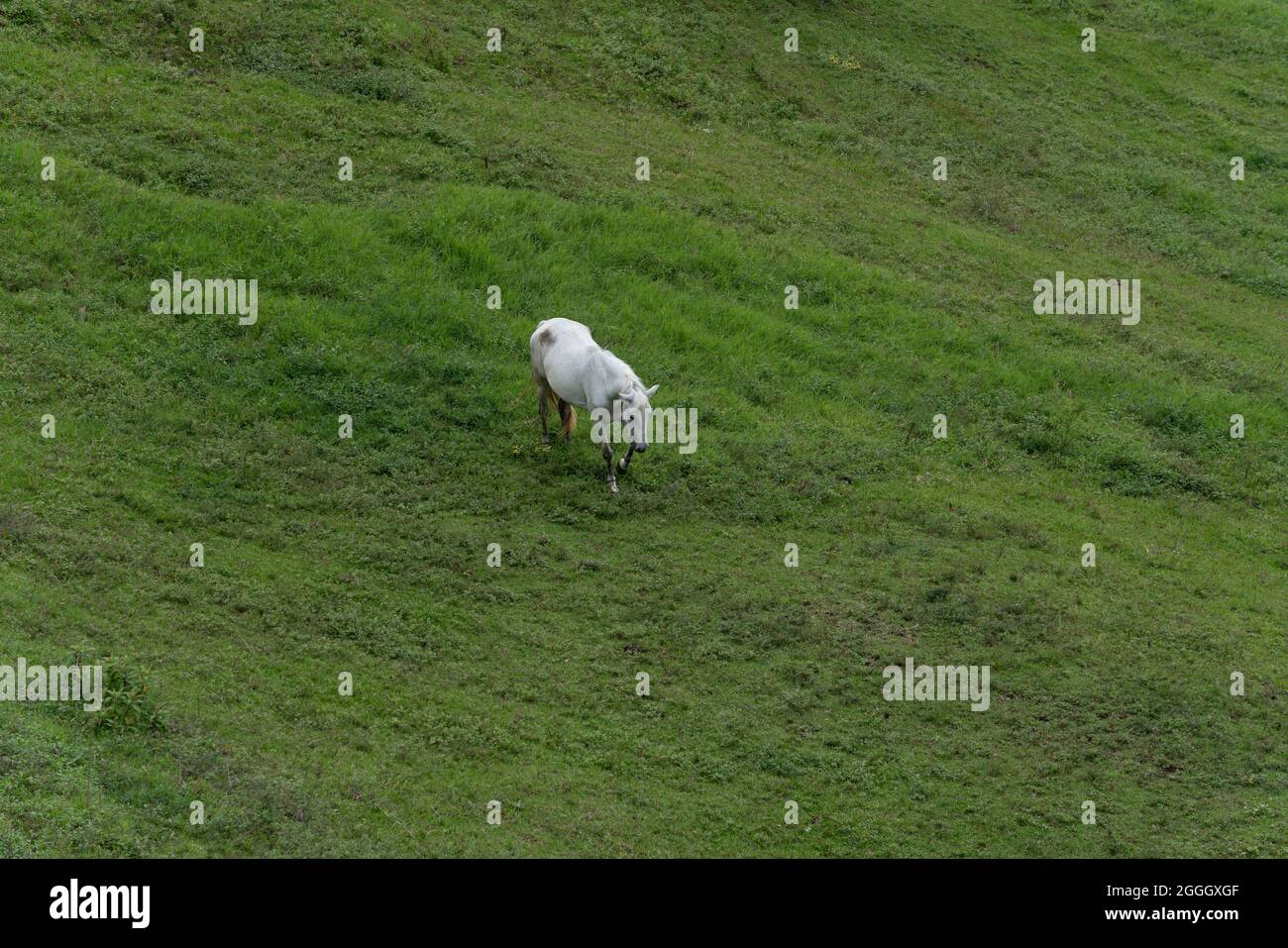 A solitary white horse standing alone on a green grassy meadow Stock