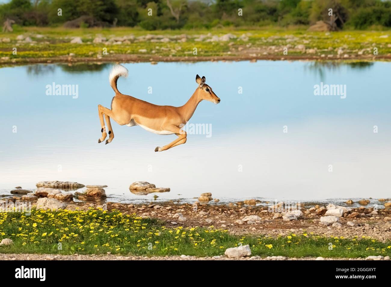 Impala black-faced (Aepyceros melampus) jumping high. Etosha National Park, Namibia, Africa Stock Photo