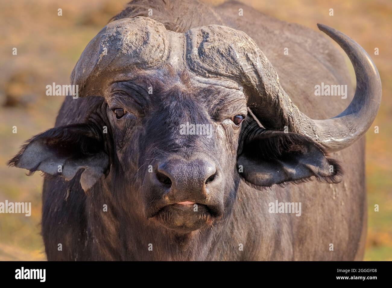 African buffalo (Syncerus caffer caffer) portrait of face. Chobe National Park, Botswana, Africa Stock Photo