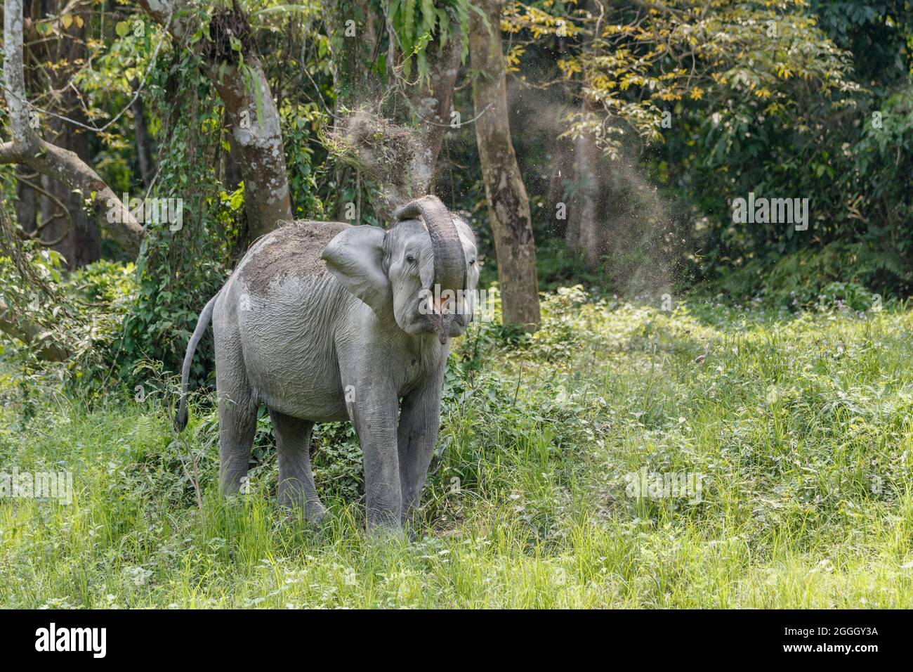 Asian elephant (Elephas maximus), dusting body. Kaziranga National Park, India Stock Photo