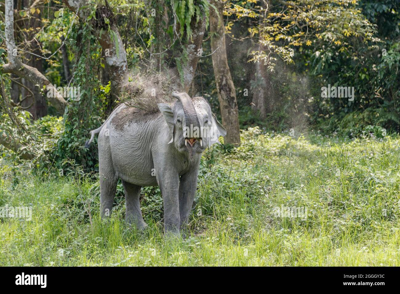 Asian elephant (Elephas maximus), dusting body. Kaziranga National Park, India Stock Photo
