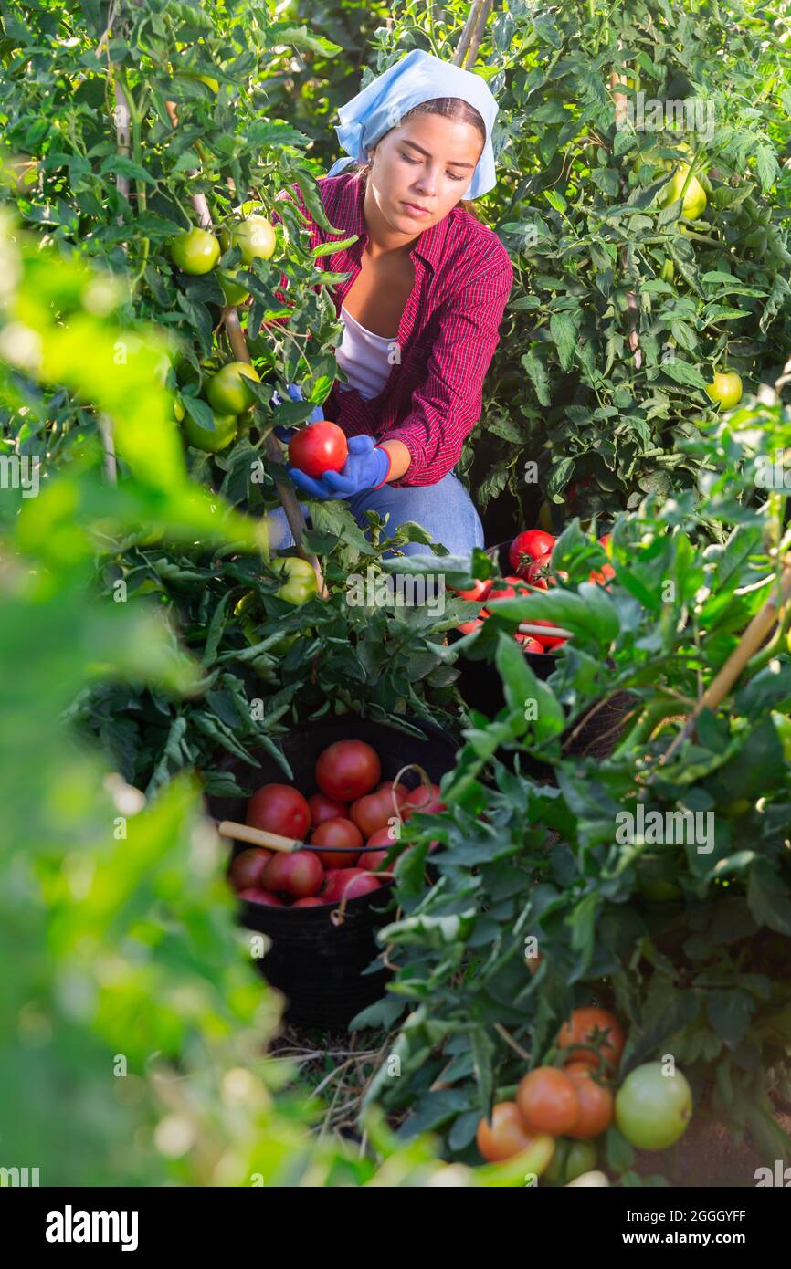 Young female farmer harvesting ripe tomatoes on farm field Stock Photo ...