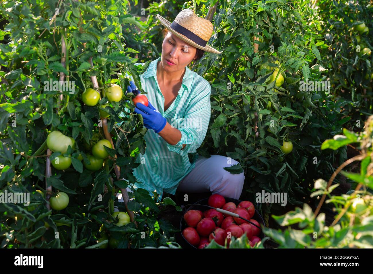 Asian female farm worker gathering crop of pink tomatoes Stock Photo ...