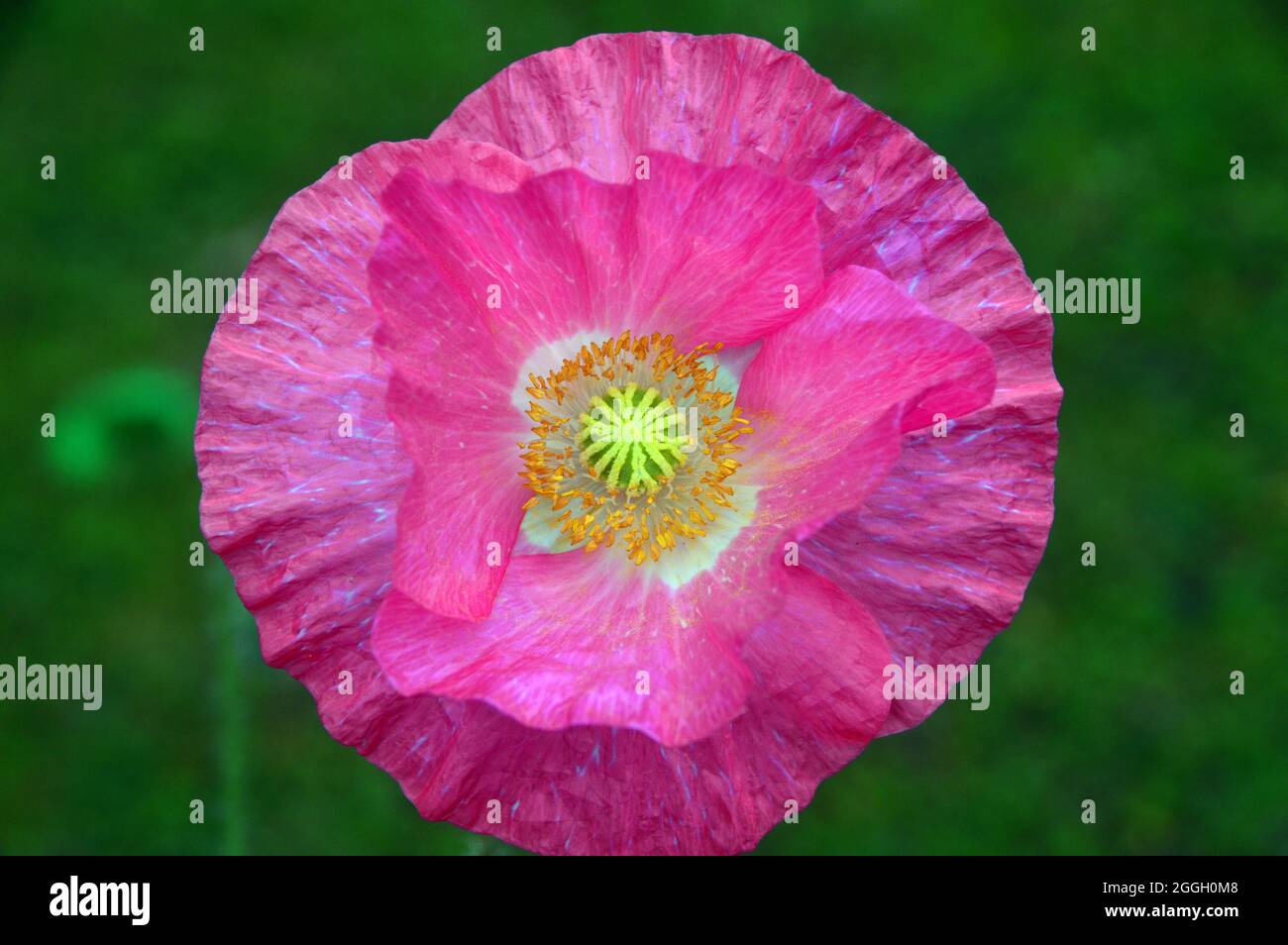 Single Pale Pink Shirley Poppy (Papaver rhoeas) Flower Grown in a Wild Flower Border, in a English Cottage Garden, Lancashire, England, UK. Stock Photo