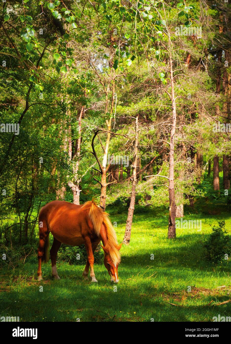A chestnut horse grazing peacefully amongst woodland trees in dappled afternoon light. Stock Photo