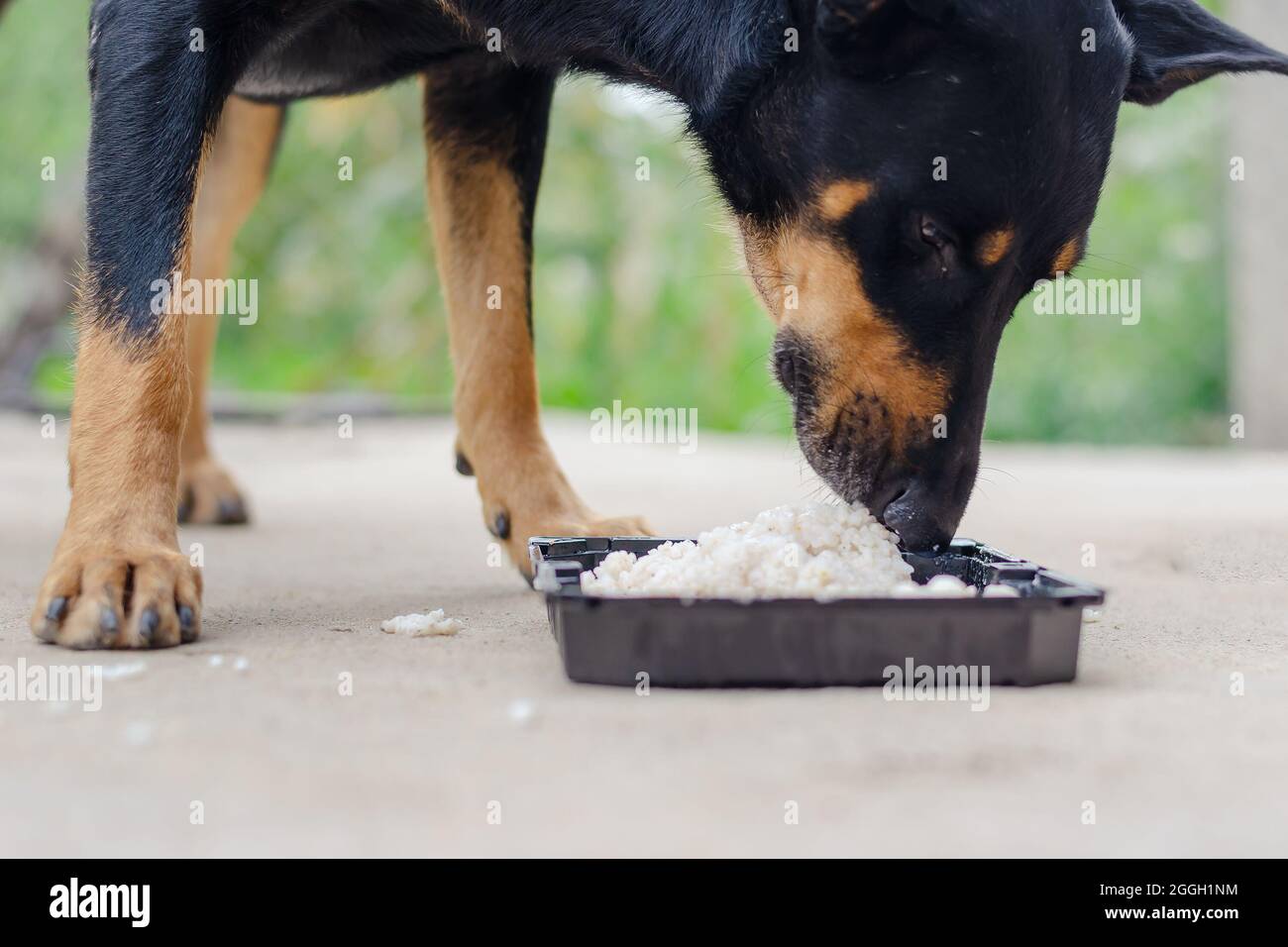 dog ate rice