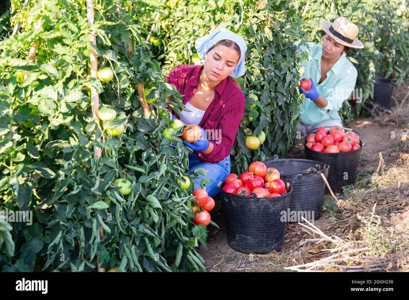 Focused girl harvesting red tomatoes on farm field Stock Photo - Alamy