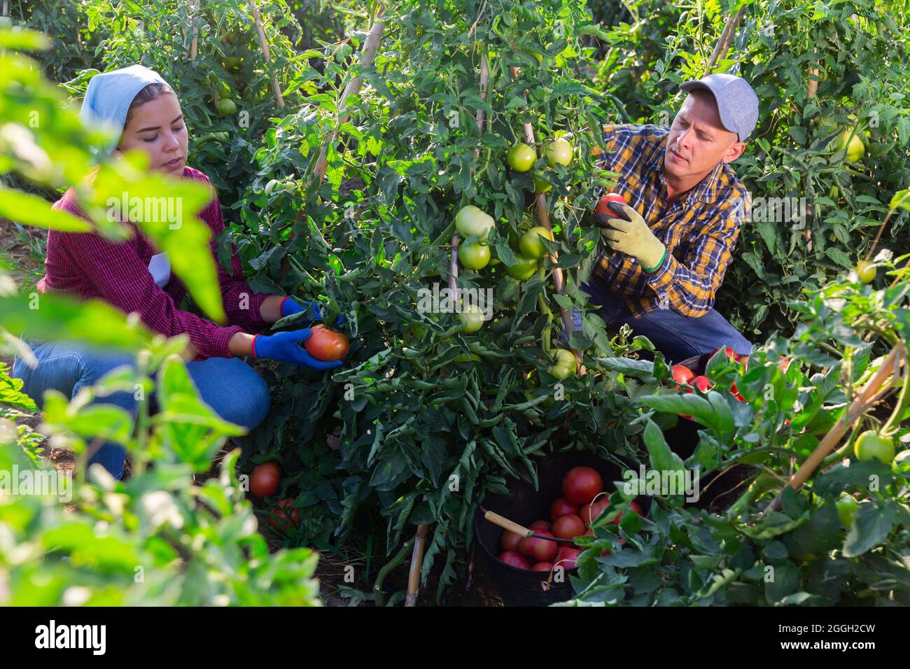 Focused man harvesting red tomatoes on farm field Stock Photo - Alamy