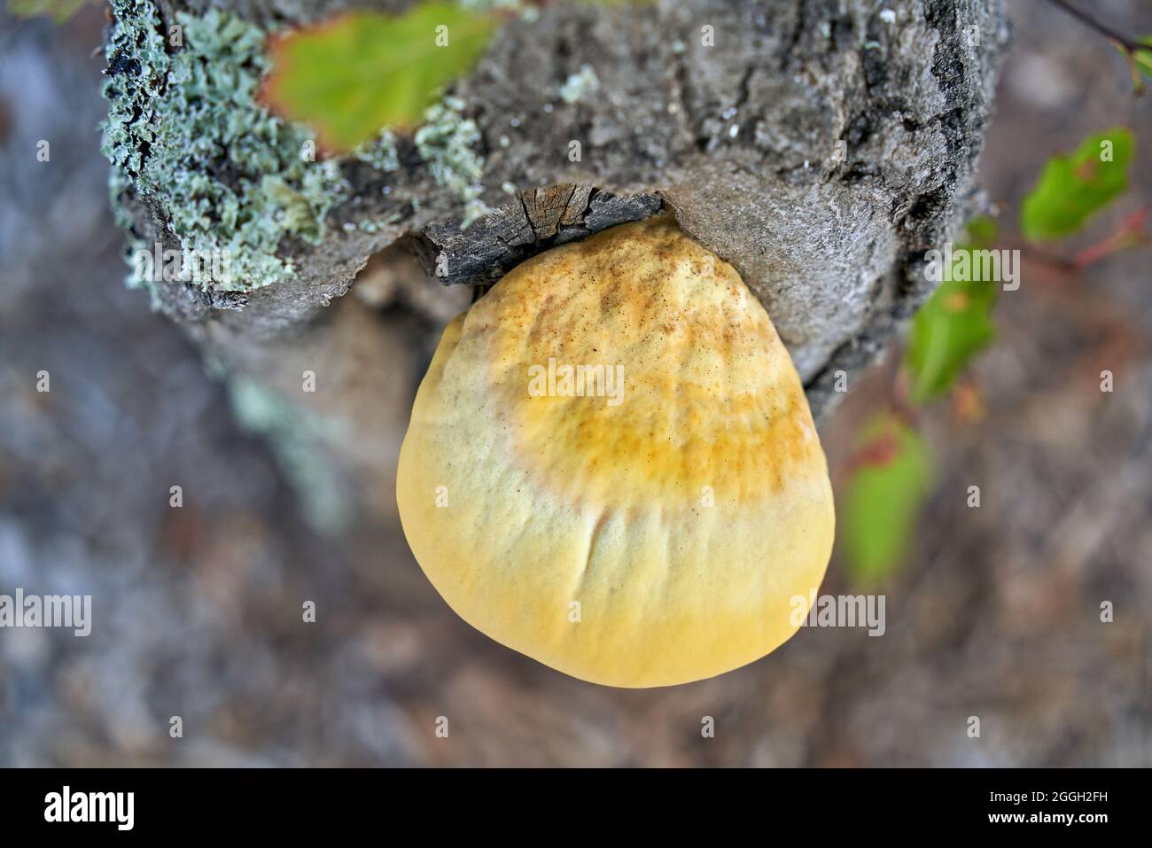 Large yellow Chicken of the Woods Laetiporus sulphureus fungus growing on tree trunk. Stock Photo