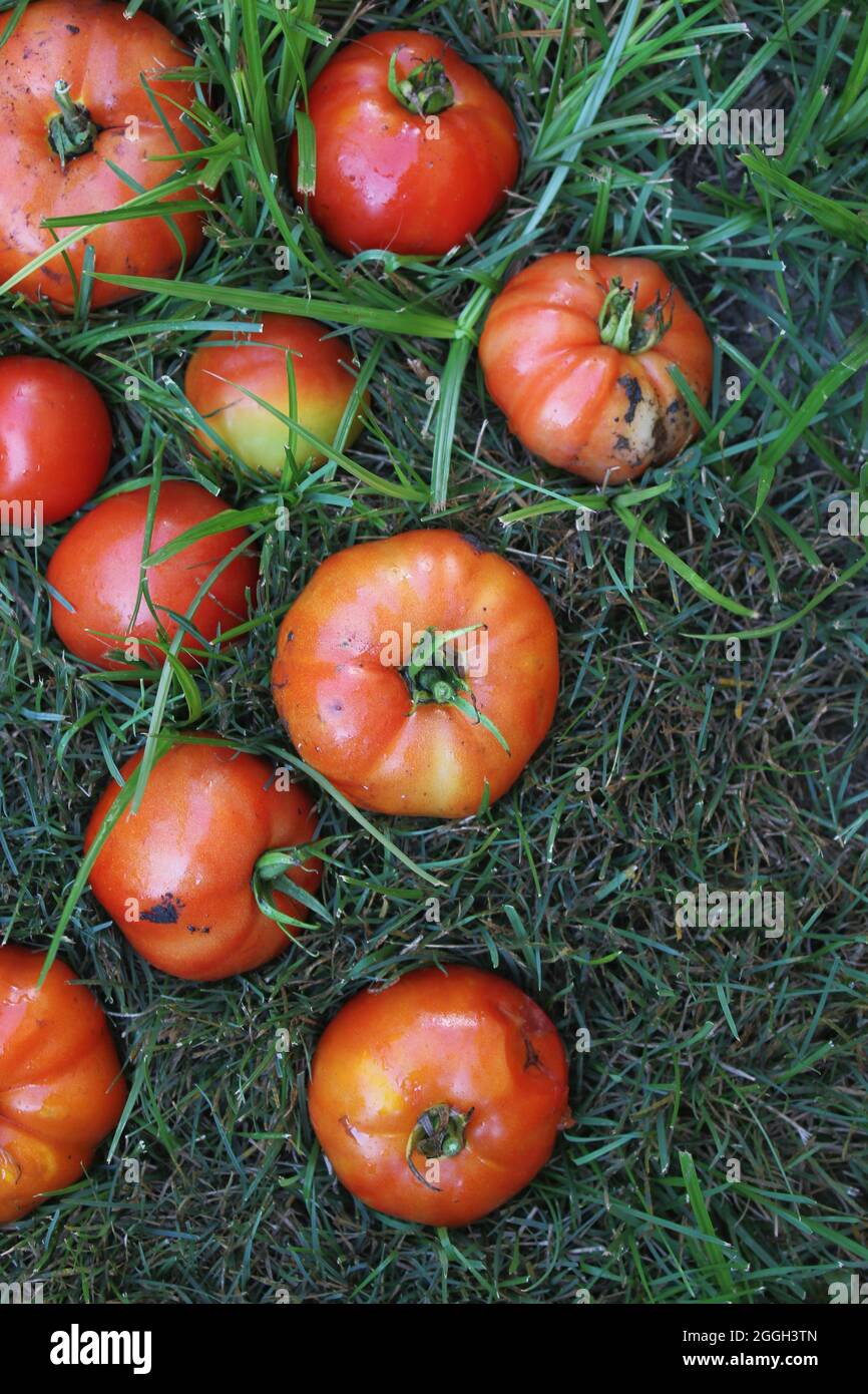 Bright red summer tomatoes laying on the green grass Stock Photo - Alamy